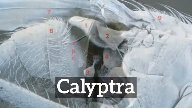 How to Say Calyptra in English? | What is Calyptra? | How Does Calyptra Look? смотреть онлайн
