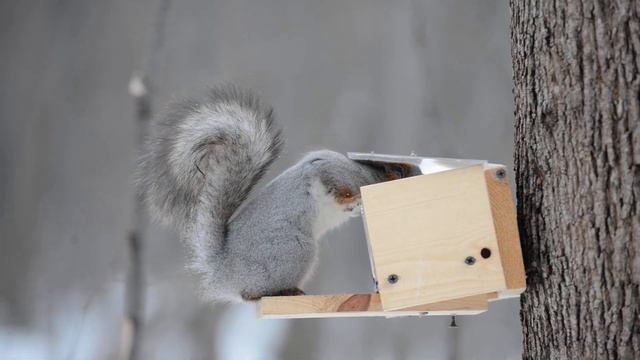 Кафе "Лесное", Тольятти смотреть онлайн