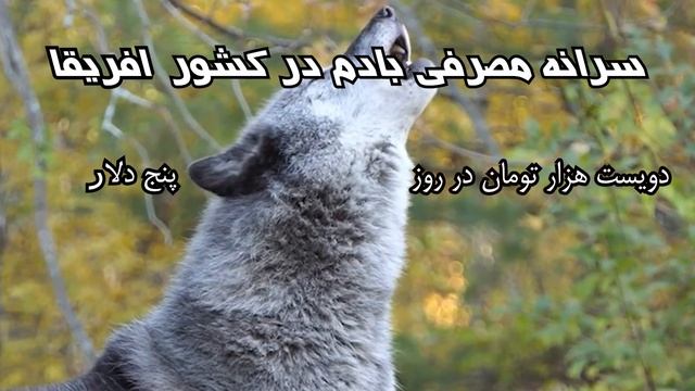 100% محتوا смотреть онлайн