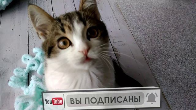 Смешные моменты. Funny cat. Mother's knitting смотреть онлайн