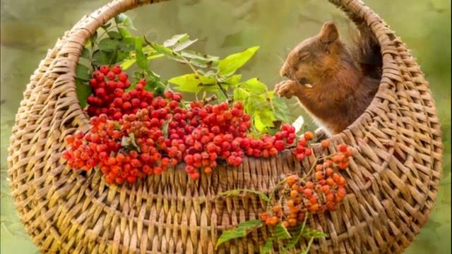 Орешки и рябинки фрагмент смотреть онлайн