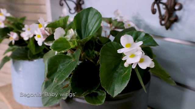 Freddie's Begonias For Year-Round Colour (Part 1) смотреть онлайн