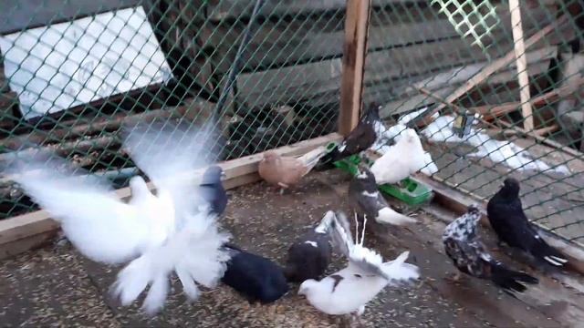 Лекарство для голубей !!! смотреть онлайн