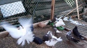 Лекарство для голубей !!!