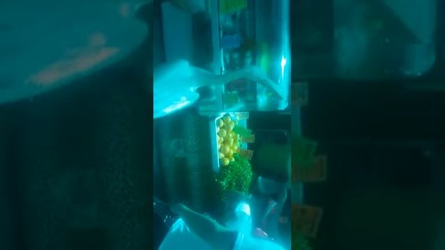 Пеликан в магазине за рыбой) смотреть онлайн