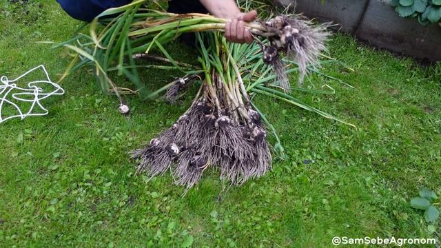 ВСЁ ПРО УБОРКУ И ХРАНЕНИЕ ЧЕСНОКА, чтобы ваш урожай пролежал год и не испортился. смотреть онлайн