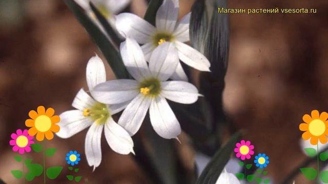 Голубоглазка(Сюсиринхий) узколистная Альбум. Краткий обзор sisyrinchium angustifolium Album смотреть онлайн