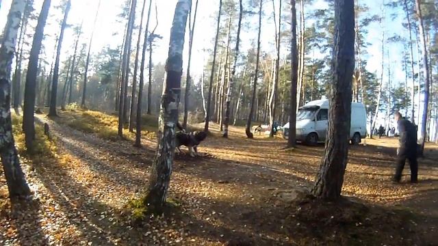Guard Dogs: testing in Bolshaya Izhora (SPb). Part 28 смотреть онлайн