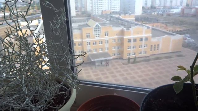 Хроника цветения сентябрь 2018. Цветут цветочки у меня. Обзор осеннего балкона. смотреть онлайн