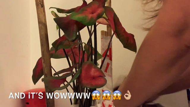 Unboxing My First Caladium In The UK - How Much It Cost смотреть онлайн