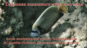 32. Ангел император под музыку Teddy Sakaguchi&Columbia Orchestra До свидания, но не прощай