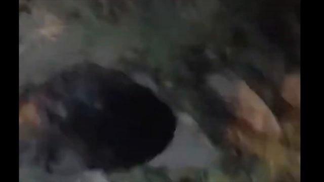 Ходил по лесу, смотрел грибы, грибы смотрели меня. Июнь. Прогулка, болтология. . смотреть онлайн