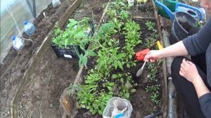 Часть 1 Подкормка томатов золой и дрожжами. Типичные ошибки.