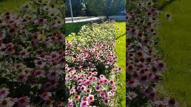 Hofgarten Öhringen, Наш парк. September 2020 смотреть онлайн
