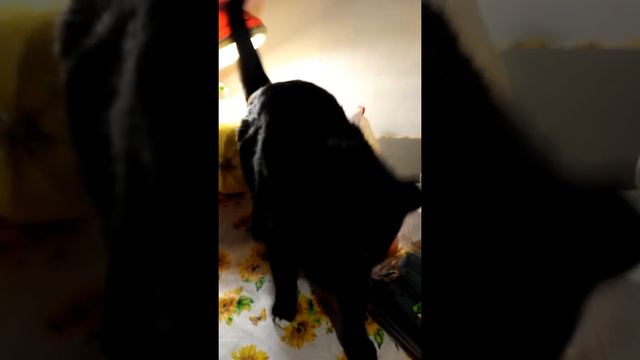 Проросший кабачок,сила природы... смотреть онлайн