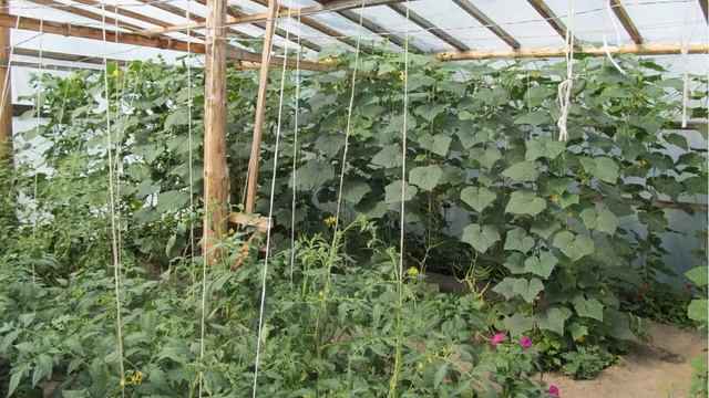 Можно ли сажать в одну теплицу вместе помидоры и огурцы? смотреть онлайн