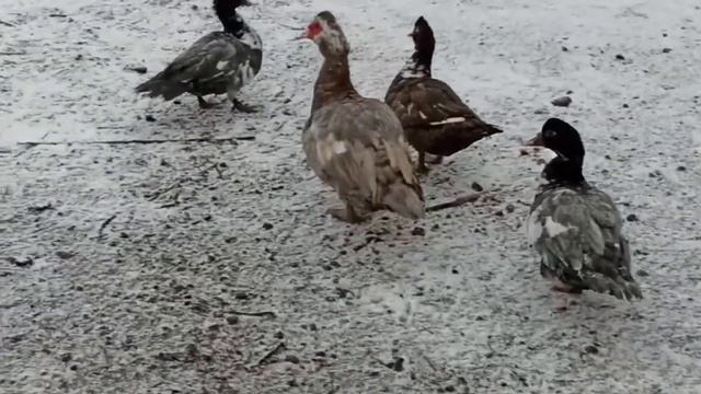 Зима пришла, новая порода птица в нашем дворе смотреть онлайн