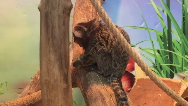 Карликовая обезьянка Игрунка / Черепаха / Ежи / Енот - Контактный Зоопарк в Кишиневе