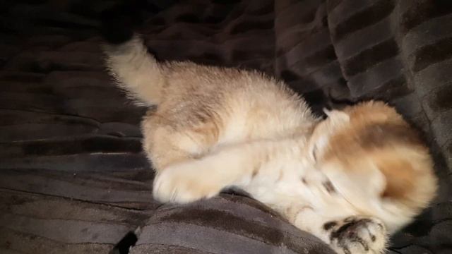 Золотая шиншилла кошечка фолд смотреть онлайн