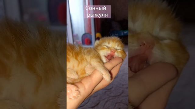 маленький котёнок спит в руке / kitten sleeping in hand смотреть онлайн