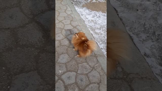 Карманный алабай. смотреть онлайн