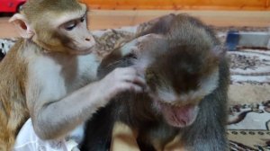 Маруся и Гоша груминг, важный момент в жизни обезьян