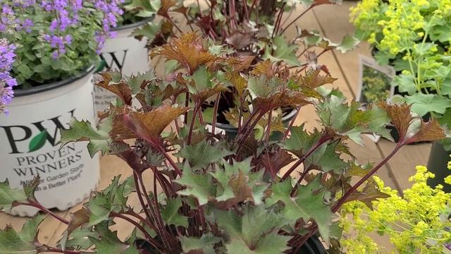 Ligularia 'Osiris Fantaisie' // Hardy, EASY to GROW Perennial with STUNNING foliage for wet spots смотреть онлайн