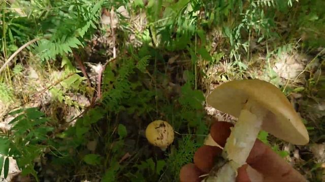 Собираем толкачик (поплавок) шафрановый - ароматный гриб с ярким вкусом смотреть онлайн