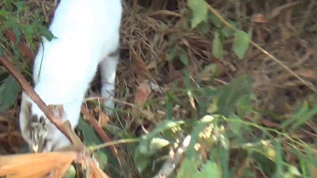 TUI MAGIC LIFE Sarigerme Imperial Dalyan Fethiye Cluburalub / Katze Garten смотреть онлайн