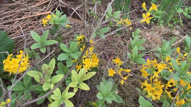 Обзор рододендронов в саду смотреть онлайн