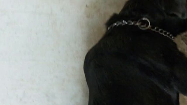 rottweiler male for sale ya pitbull male puppy exchange price 18black mask male смотреть онлайн