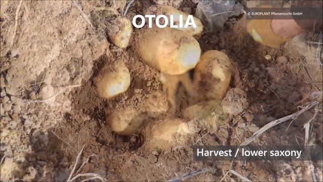 Mittelfrühe Speisesorten / medium early ware potatoes | EUROPLANT Pflanzenzucht GmbH смотреть онлайн