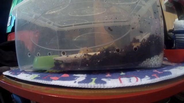 Кладка улиток Ахатин смотреть онлайн