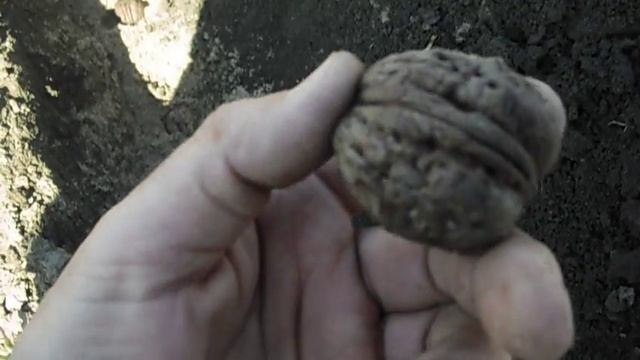 весенняя посадка грецкого ореха-сорт великан,апрель2018. смотреть онлайн
