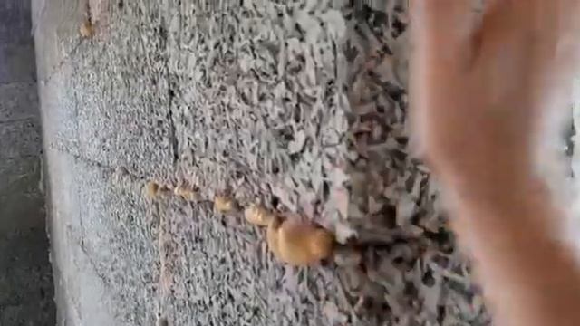 Теплый Дом из арболитовых блоков Соликамск смотреть онлайн