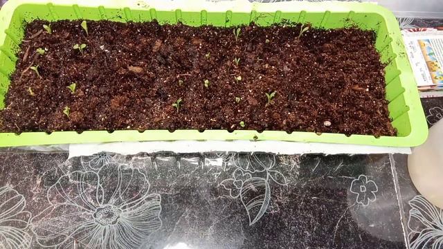 🌺Всходы гацании.🎶Ла.🎶Ла.🎶А мне все малооо!🤣Еще хочу!!!🤗 смотреть онлайн