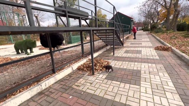 Енот Шурик САМ путешествует через весь парк БЕЗ ПОВОДКА! смотреть онлайн