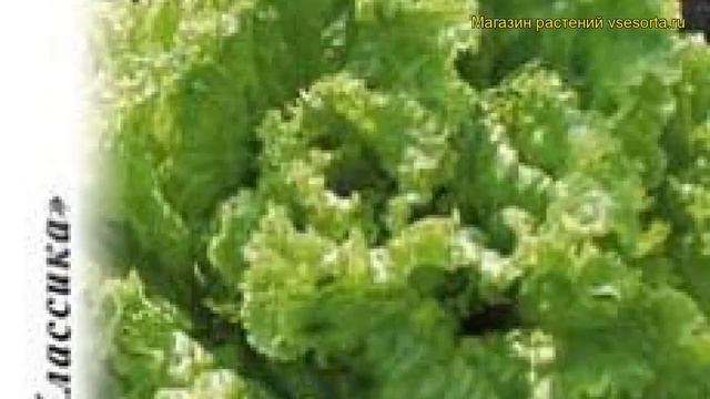 Салат листовой Мама Мия. Краткий обзор, описание характеристик, где купить семена lactuca sativa смотреть онлайн