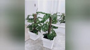 Монстера манки. КОМНАТНЫЕ РАСТЕНИЯ. УХОД.