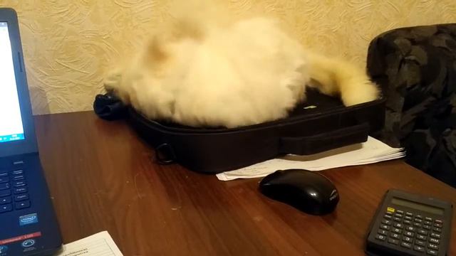 Пушистый кот не даёт работать))) смотреть онлайн