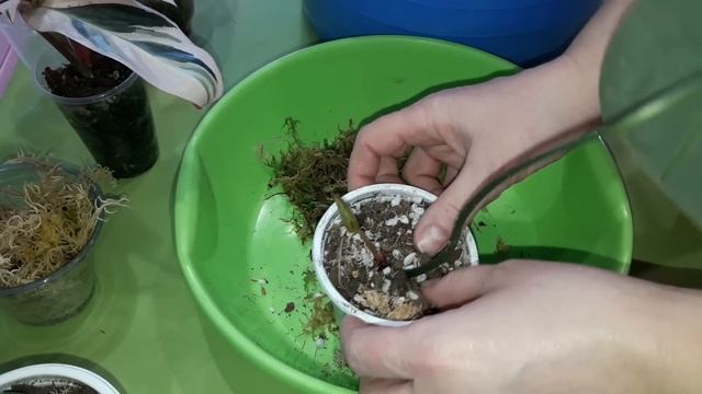 КОМНАТНЫЕ РАСТЕНИЯ(ЦВЕТЫ).ЭКСПЕРИМЕНТ С АЛЬБОЙ.ДЕТКА АНТУРИУМА.