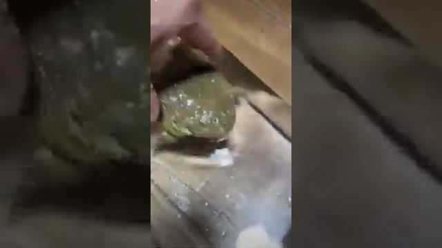 Жаба булькает? смотреть онлайн