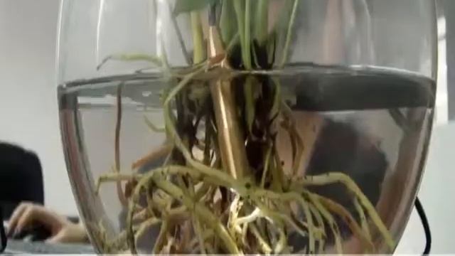 Эндоскоп USB - камера на шнуре 5м, 4xLED смотреть онлайн