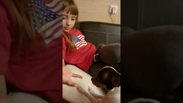 Американский той-фокстерьер. ? Супер мега Потц! ? ? смотреть онлайн