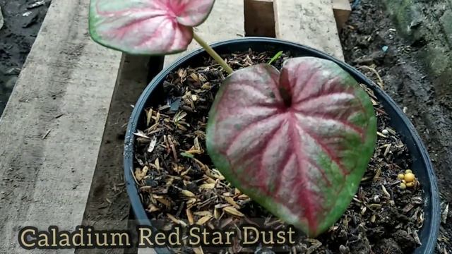 Caladium Hybrid H02 & Caladium Lokal|Keladi Koleksi #caladium