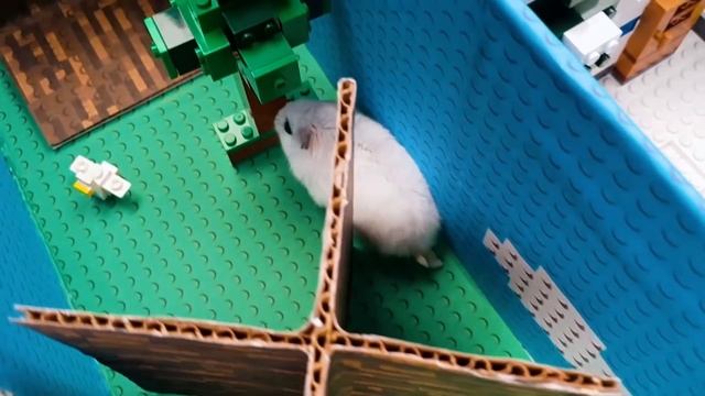 MINECRAFT - Hamster Maze with Traps ☠️ [OBSTACLE COURSE] смотреть онлайн