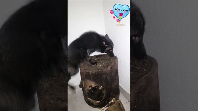 Наш любимый Фоксик это возможность быть еще добрее)) смотреть онлайн