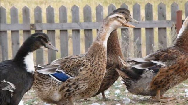 Разведение Башкирских уток как бизнес идея Башкирская утка смотреть онлайн