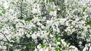 Расцвела под окошком белоснежная вишня