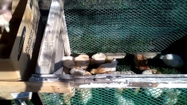 Цыплята дома ч 3. Цыплята на прогулке#суфикс смотреть онлайн